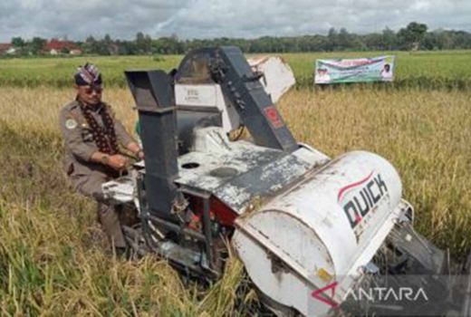 Mentan Sebut 5 Ribu Hektare Lahan Tanaman Padi di Bantul Siap Panen - GenPI.co JOGJA