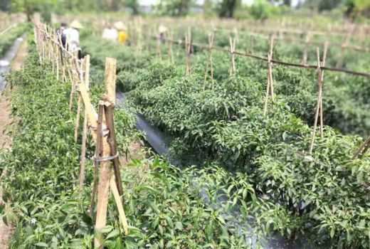 Melimpah! Produksi Cabai di Sleman Capai 11.406 Ton - GenPI.co JOGJA