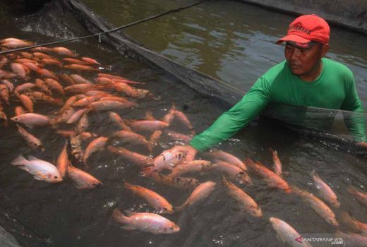 Produksi Ikan di Sleman Melimpah, Kebutuhan saat Ramadan Tercukupi - GenPI.co JOGJA