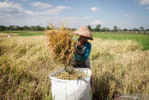 Panen Melimpah, Stok Beras di Sleman Aman hingga 9 Bulan ke Depan - GenPI.co JOGJA
