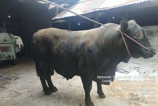 Sapi Milik Petani di Sleman Dipilih Presiden Jokowi untuk Hewan Kurban - GenPI.co JOGJA