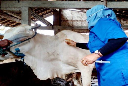 Lalu Lintas Hewan Ternak Kulon Progo Diperketat untuk Antisipasi Antraks - GenPI.co JOGJA