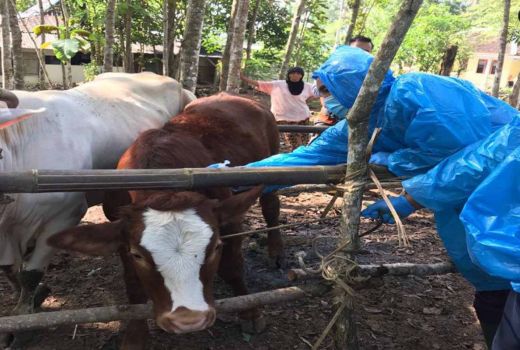 Seekor Sapi di Gunungkidul Mati, Pemkab Lakukan Investigasi - GenPI.co JOGJA