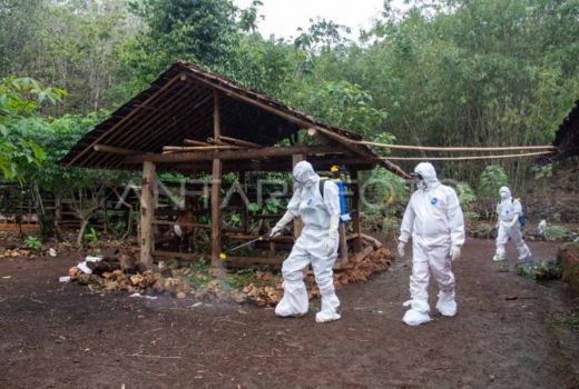 DPKP Sebut Kasus Antraks di Yogyakarta pernah Ditemukan di 4 Kabupaten - GenPI.co JOGJA
