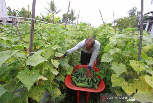 Petani di Gunungkidul Bikin Agrowisata Petik Timun untuk Tekan Kerugian - GenPI.co JOGJA