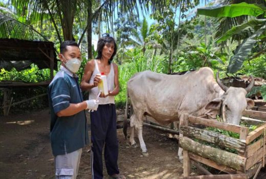 Vaksinasi Hewan Ternak di Zona Merah Antraks Gunungkidul Dipastikan Selesai - GenPI.co JOGJA