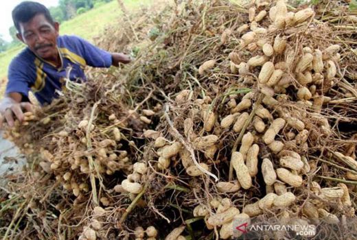 Panen Melimpah, Pertanian di Gunungkidul Tidak Terdampak El Nino - GenPI.co JOGJA