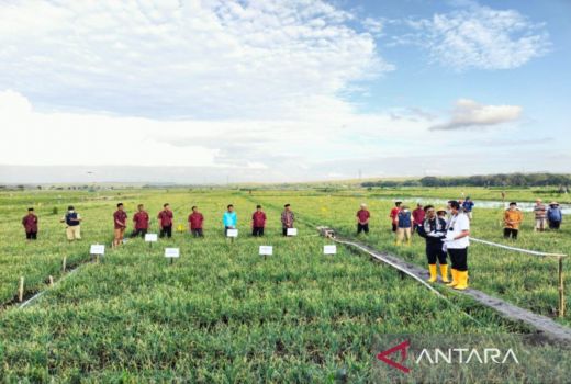 Petani di Kulon Progo Terapkan Sistem Hemat Air untuk Atasi Dampak El Nino - GenPI.co JOGJA