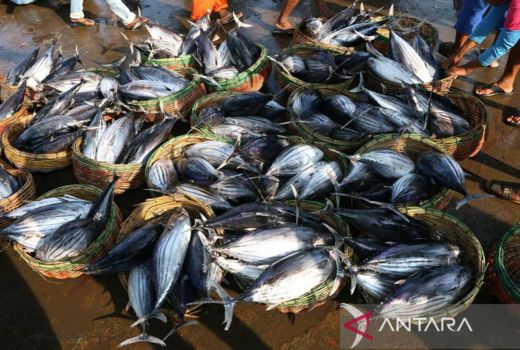 Tempat Lelang Ikan Berbasis Wisata Akan Dibangun di Kulon Progo - GenPI.co JOGJA