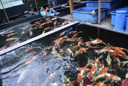 Sejumlah Kolam Budi Daya Ikan di Sleman Kekurangan Air Akibat El Nino - GenPI.co JOGJA