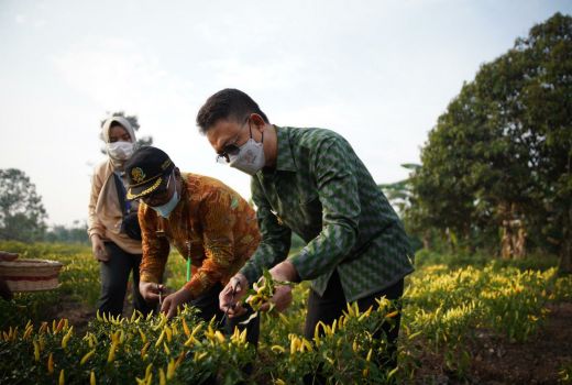 Hemat Uang Belanja, Edi Kampanyekan Tanam Cabai di Pekarangan - GenPI.co KALBAR