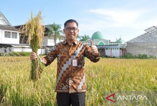 2 Jenis Padi Berkualitas Ditanam di Lima Kabupaten - GenPI.co KALBAR