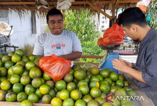 Jual Jeruk Susu Madu, Masyarakat Tebas Panen Untung Saat Lebaran - GenPI.co KALBAR