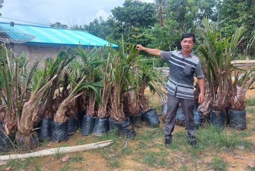 Ajari Petani Olah Migor, Apindo: Agar Tidak Ketergantungan - GenPI.co KALBAR