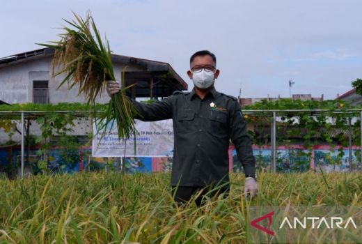 Produksi Padi di Kalbar Surplus, Bisa Penuhi Konsumsi Setahun - GenPI.co KALBAR