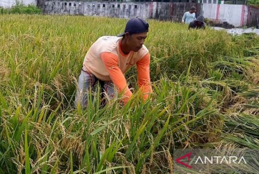 Perubahan Iklim Nyata, Ancam Pengembangan Sektor Pertanian Kalbar - GenPI.co KALBAR