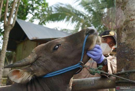 12 Sapi di Ketapang Suspek PMK, Begini Kronologinya - GenPI.co KALBAR