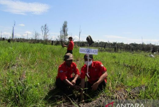 Tanam 1.000 Pohon, Sinar Mas: Kontribusi Atasi Perubahan Iklim - GenPI.co KALBAR