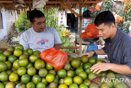 Jadi Komoditas Unggulan, Tapi Jeruk Tak Kebagian Pupuk Subsidi - GenPI.co KALBAR
