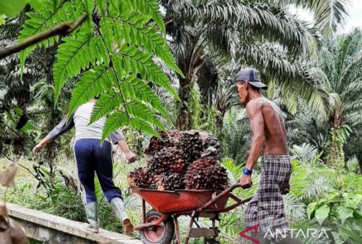 Genjot PAD, Ketapang Dorong Investasi Hilirisasi CPO - GenPI.co KALBAR