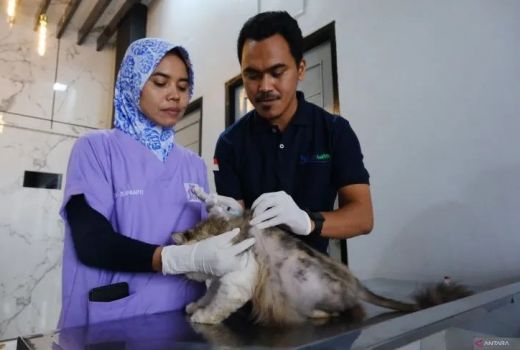 Sudah Ada 1.500 Kasus Gigitan Anjing di Kalbar Sejak Januari 2022 - GenPI.co KALBAR