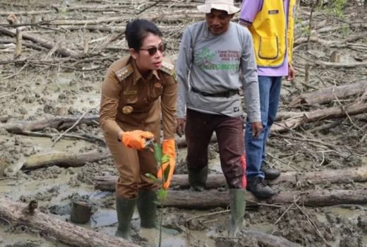 10.000 Mangrove Ditanam Lions Club-Pemkot Singkawang di Kawasan Pesisir - GenPI.co KALBAR