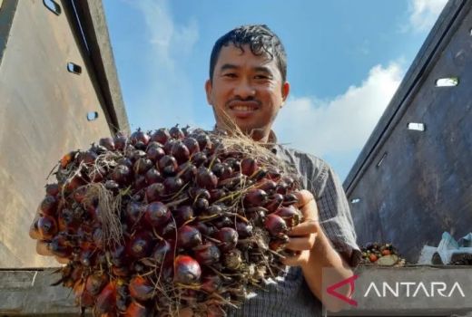 Pengamat Ekonomi: Pembatasan Ekspor CPO Untungkan Petani Sawit Kalbar - GenPI.co KALBAR