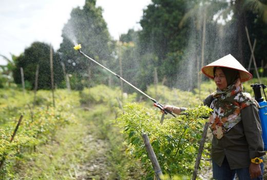 Manfaatkan Lahan Kosong, Santri Ponpes Al Murabbi Budi Daya Cabai Cakra - GenPI.co KALBAR
