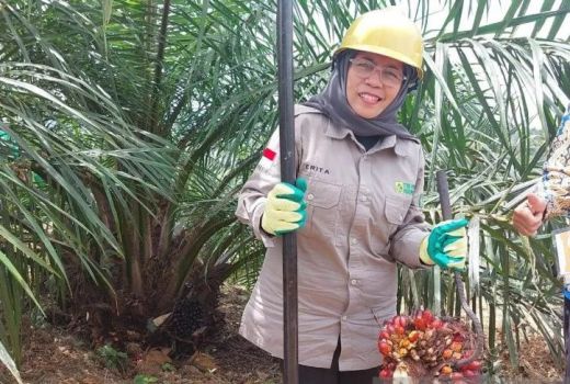Tanam PSR pada 2019, Gapoktan Panca Makmur Bengkayang Panen Perdana - GenPI.co KALBAR
