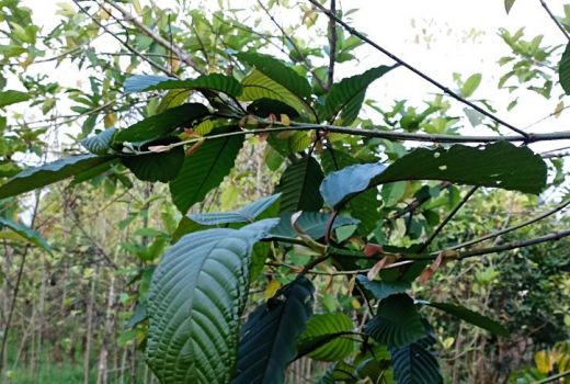 Bantu Ekonomi Masyarakat, Sutarmidji Harap Tak Ada Larangan Kratom - GenPI.co KALBAR