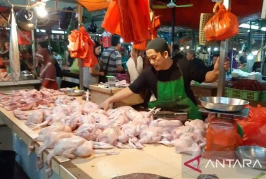 Pasca Lebaran, Harga Daging Ayam di Kota Pontianak Turun - GenPI.co KALBAR