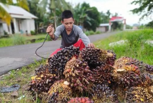 Akademisi Untan: Dana Bagi Hasil Sawit Untungkan Daerah Penghasil - GenPI.co KALBAR