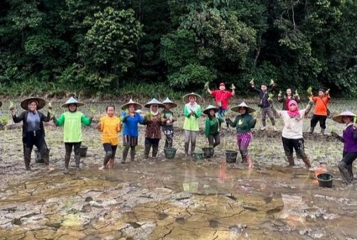 Cornelis bersama Petani Landak Uji Tanam Padi Varietas MSP-65 di Desa Sidas - GenPI.co KALBAR