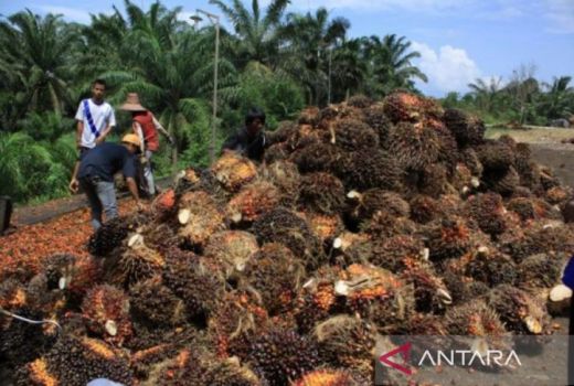 Harga Sawit di Kaltim Juga Turun, Petani Beberkan Penyebabnya - GenPI.co KALTIM