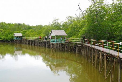 Warga Mentawir Menjaga Mangrove dan Menuai Berkahnya - GenPI.co KALTIM