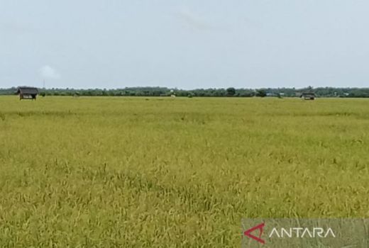 Ini Alasan Mengapa Bendung Sungai Talake Harus Segera Dibangun - GenPI.co KALTIM