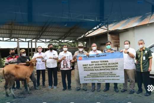 Ratusan Sapi Dibagikan Gratis di Kaltim, Ini Tujuannya - GenPI.co KALTIM