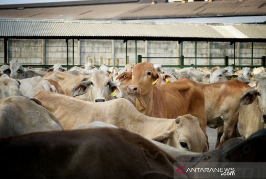 Peluang Peternakan Sapi di Lahan Eks Tambang di Kaltim - GenPI.co KALTIM