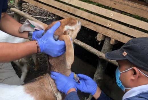 Investigasi Penyakit Mulut dan Kaki di Paser, Lihat Hasilnya - GenPI.co KALTIM