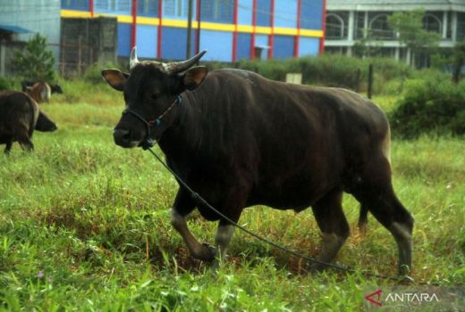 500 Sapi di Balikpapan Diperiksa terkait PMK, Apa Hasilnya? - GenPI.co KALTIM