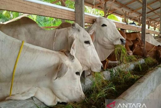 Kabupaten Penajam Paser Utara Punya Potensi Menjanjikan, Apa Itu? - GenPI.co KALTIM