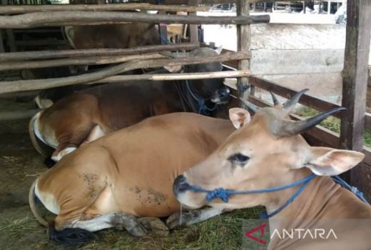 PPU Terancam Kekurangan Hewan Kurban saat Iduladha - GenPI.co KALTIM