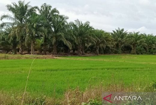 150 Hektare Sawah di Penajam Paser Utara Jadi Kebun Kelapa Sawit - GenPI.co KALTIM