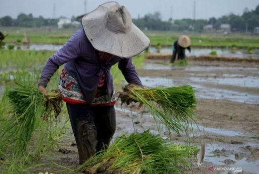 ASN dan PNS Disarankan Beli Beras Petani Lokal - GenPI.co KALTIM
