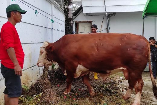 Jokowi Beri Sapi Kurban ke Kaltim, Nonmuslim Juga Terima Daging - GenPI.co KALTIM