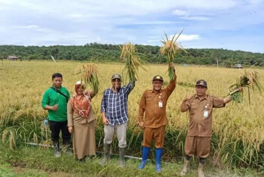 Beras Surplus 8 Ribu Ton, Kabupaten Paser Swasembada Pangan - GenPI.co KALTIM