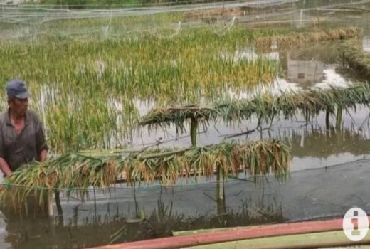 Kabupaten Paser Banjir, Pemilik Lahan Pertanian Merana - GenPI.co KALTIM