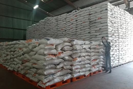 Kata BPS, Sebegini Produksi Padi di Kepri - GenPI.co KEPRI