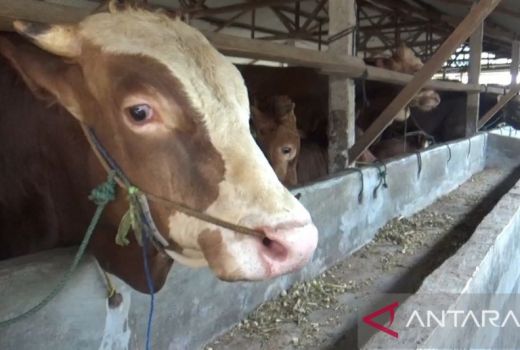 Warga Kepri Boleh Beli Hewan Kurban dari Luar, Tapi Ada Syaratnya - GenPI.co KEPRI