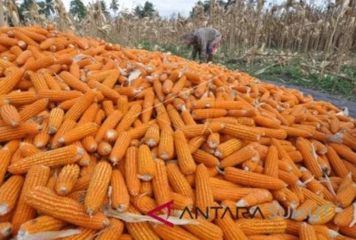 Makanan Pengganti Nasi untuk Penderita Diabetes, Tetap kenyang! - GenPI.co KEPRI